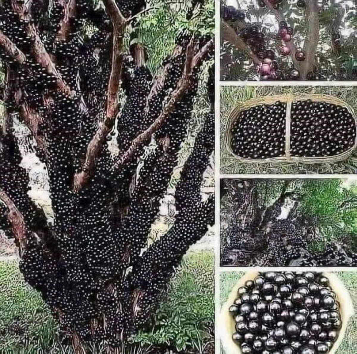 "The Jabuticaba Tree From South America. The Fruit Grows Directly On The Trunk And Branches And Tastes Like Blueberry Yogurt"