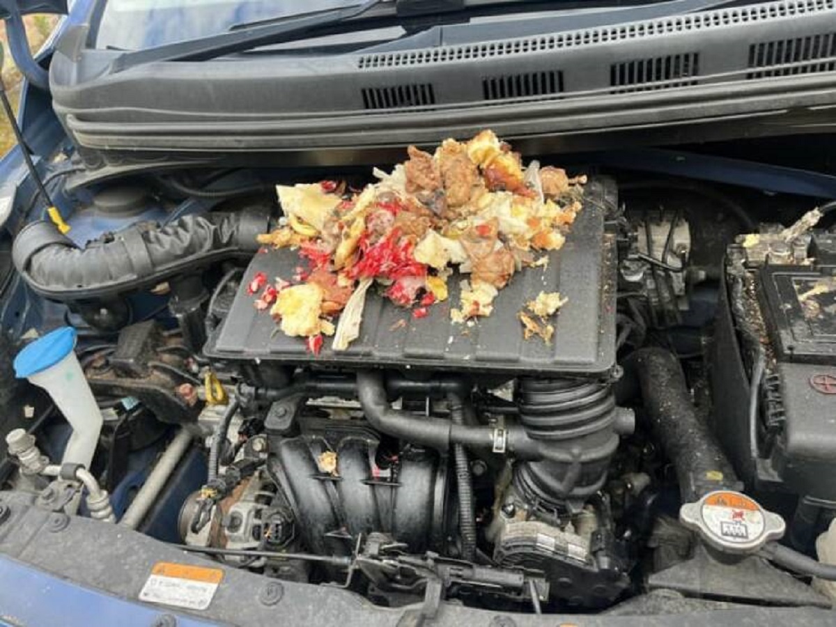 "Discovered rats are using my engine to store food"