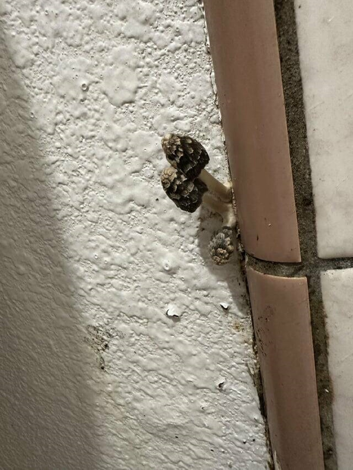 "Mushrooms growing in shower of our 5 star rated Airbnb"