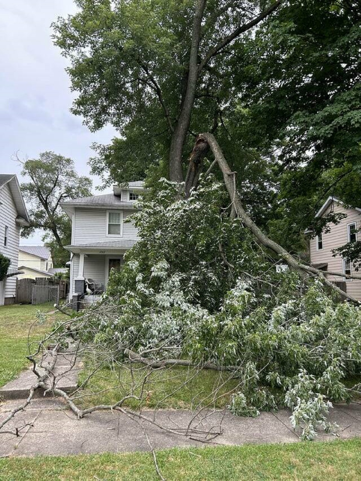 "Got a call that a limb fell in my yard. Was not expecting this…"