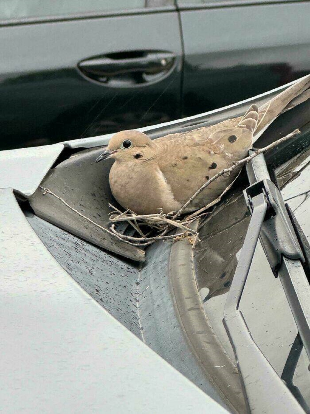 "A Bird Made A Nest On My Car While I Was At The Gym"