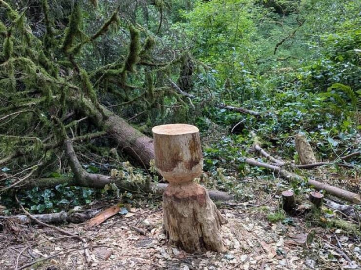 "How Oregon park services manages dangerous beaver-chewed trees near trails"