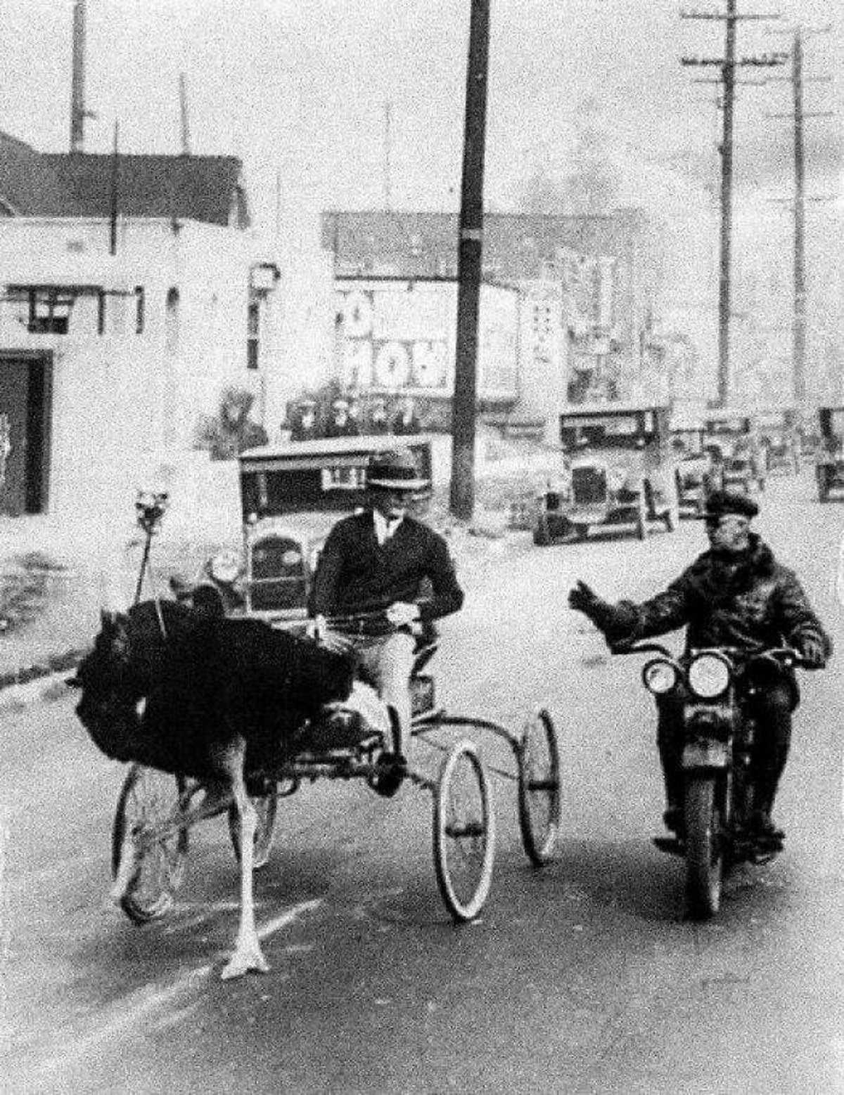 ostrich carriage stopped by police - How