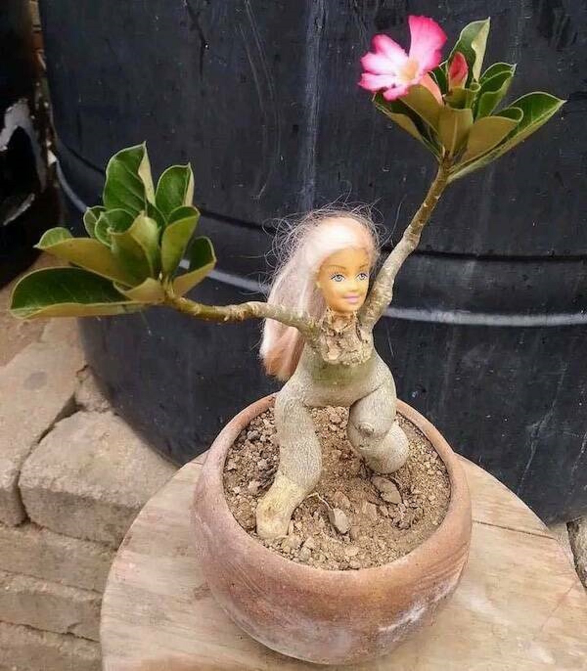 cursed plant