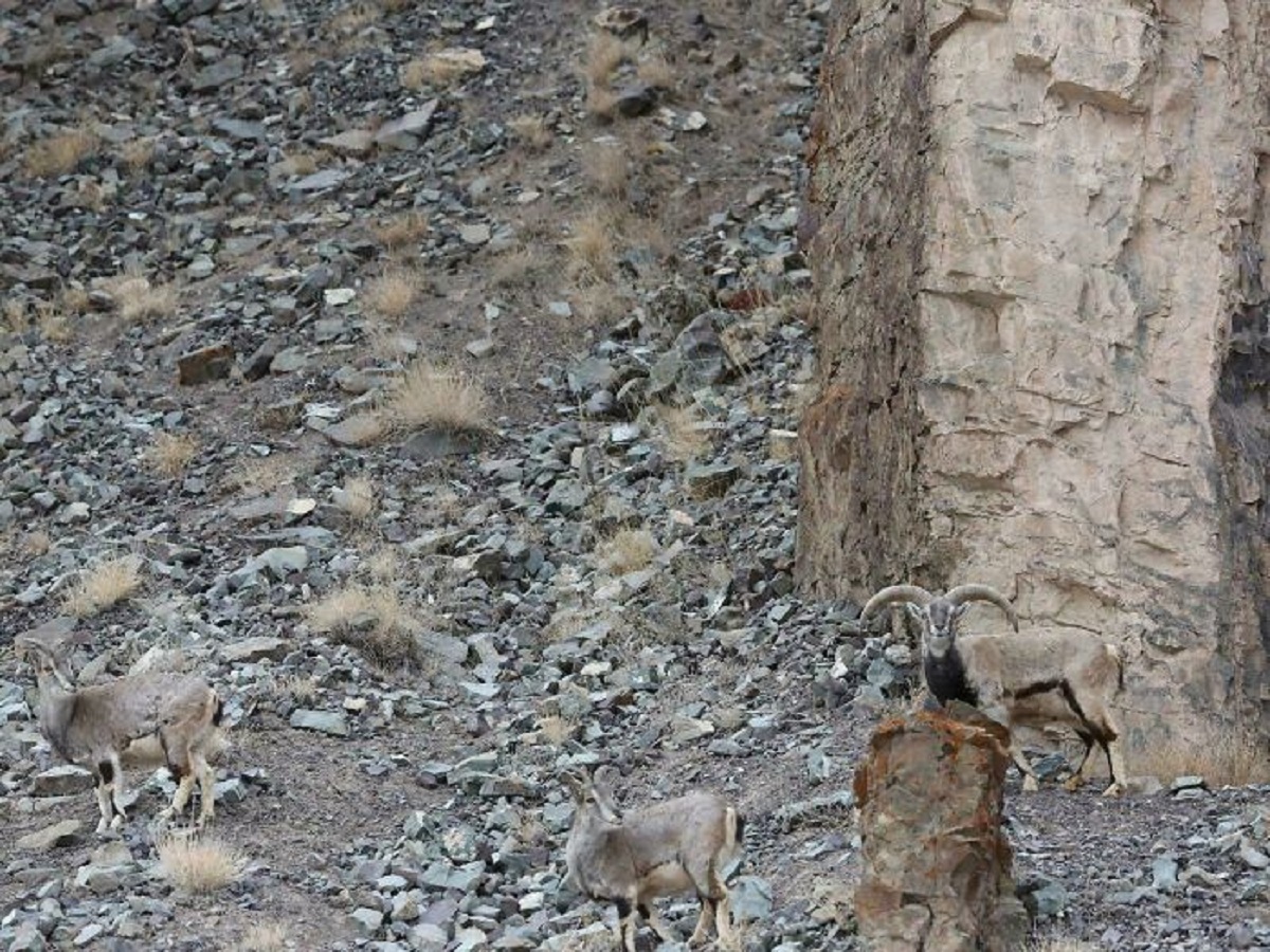 Find The Predator (Snow Leopard)