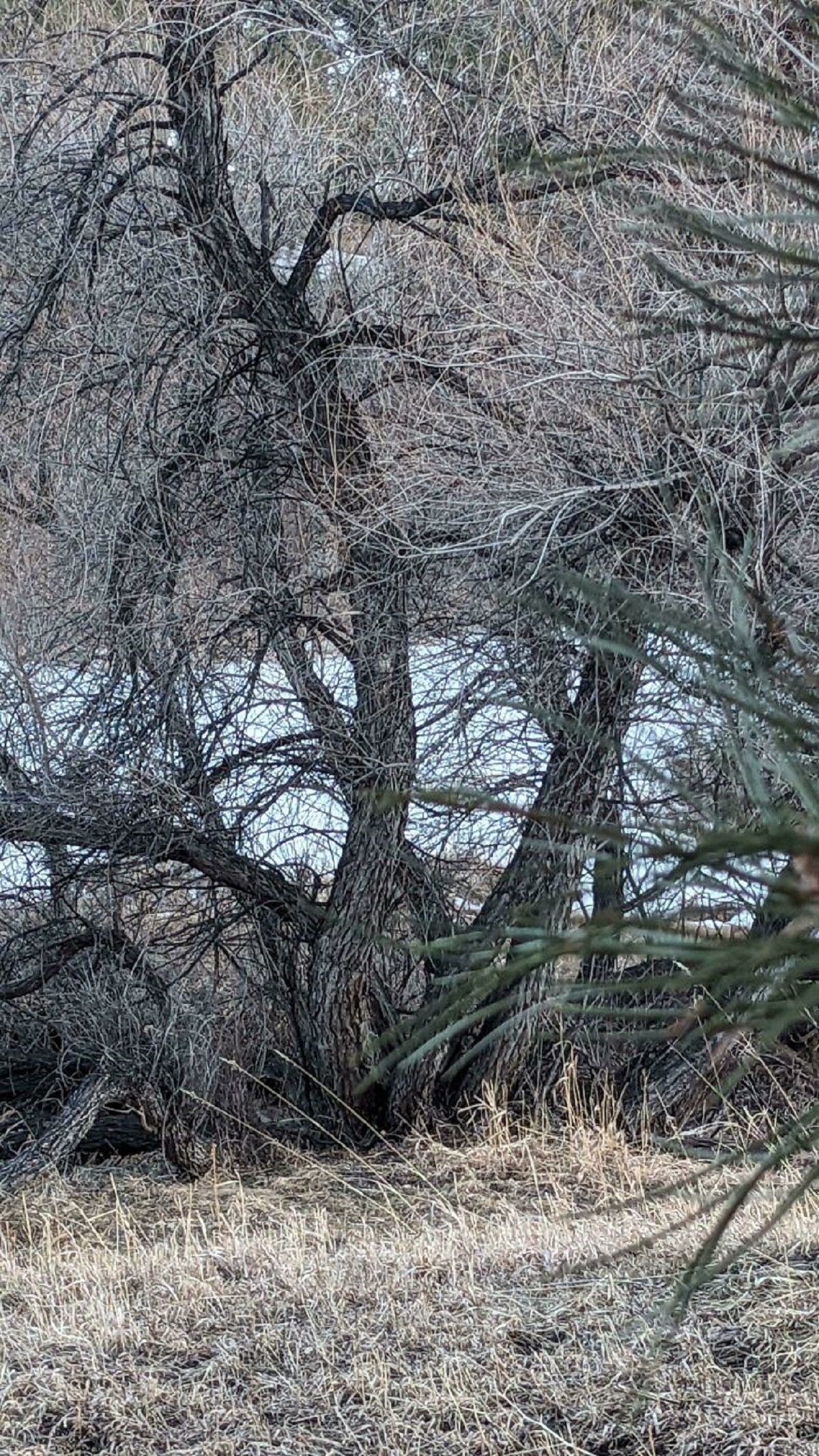 Find The Bobcat