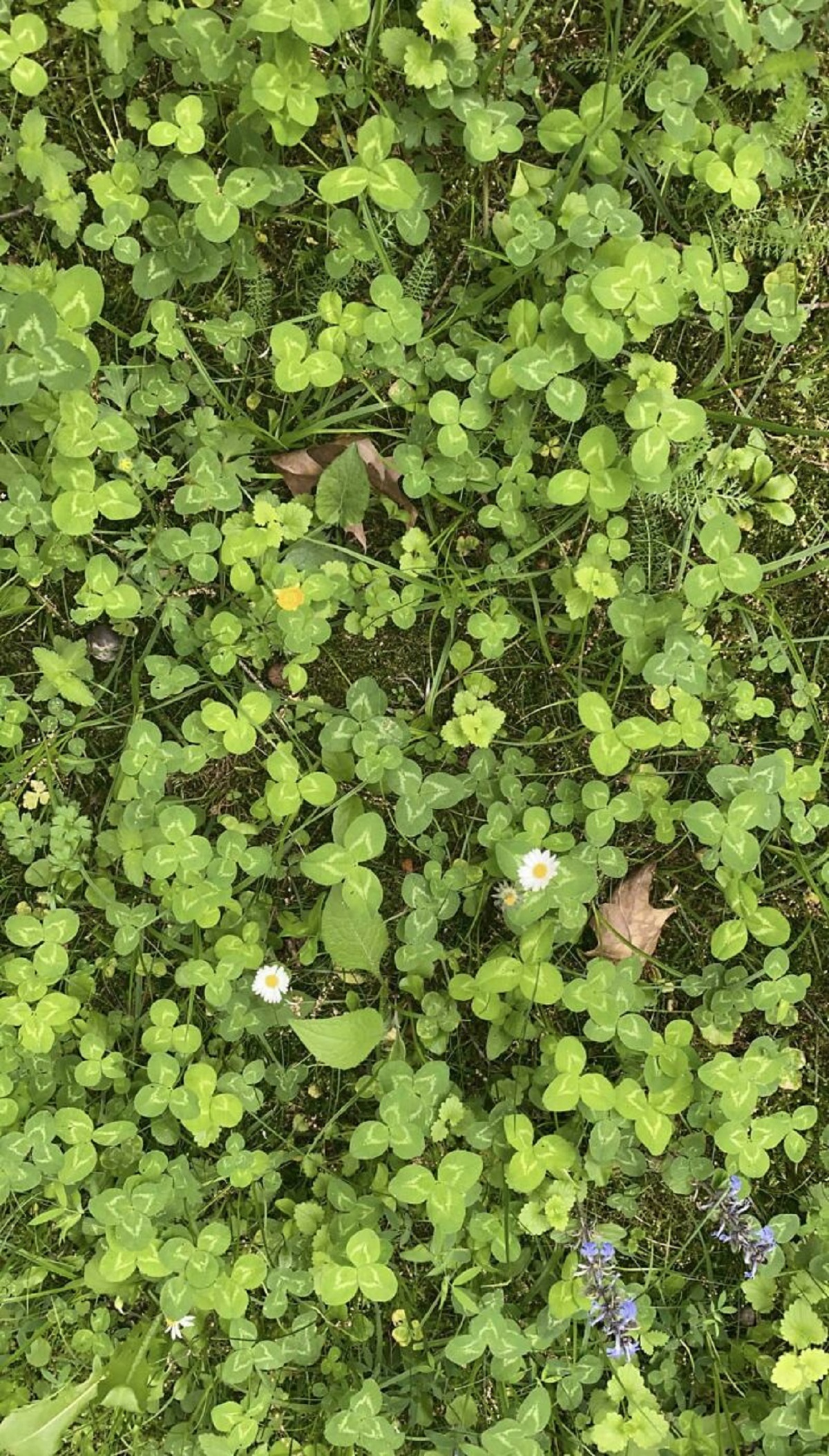 Find The Four Leaf Clover