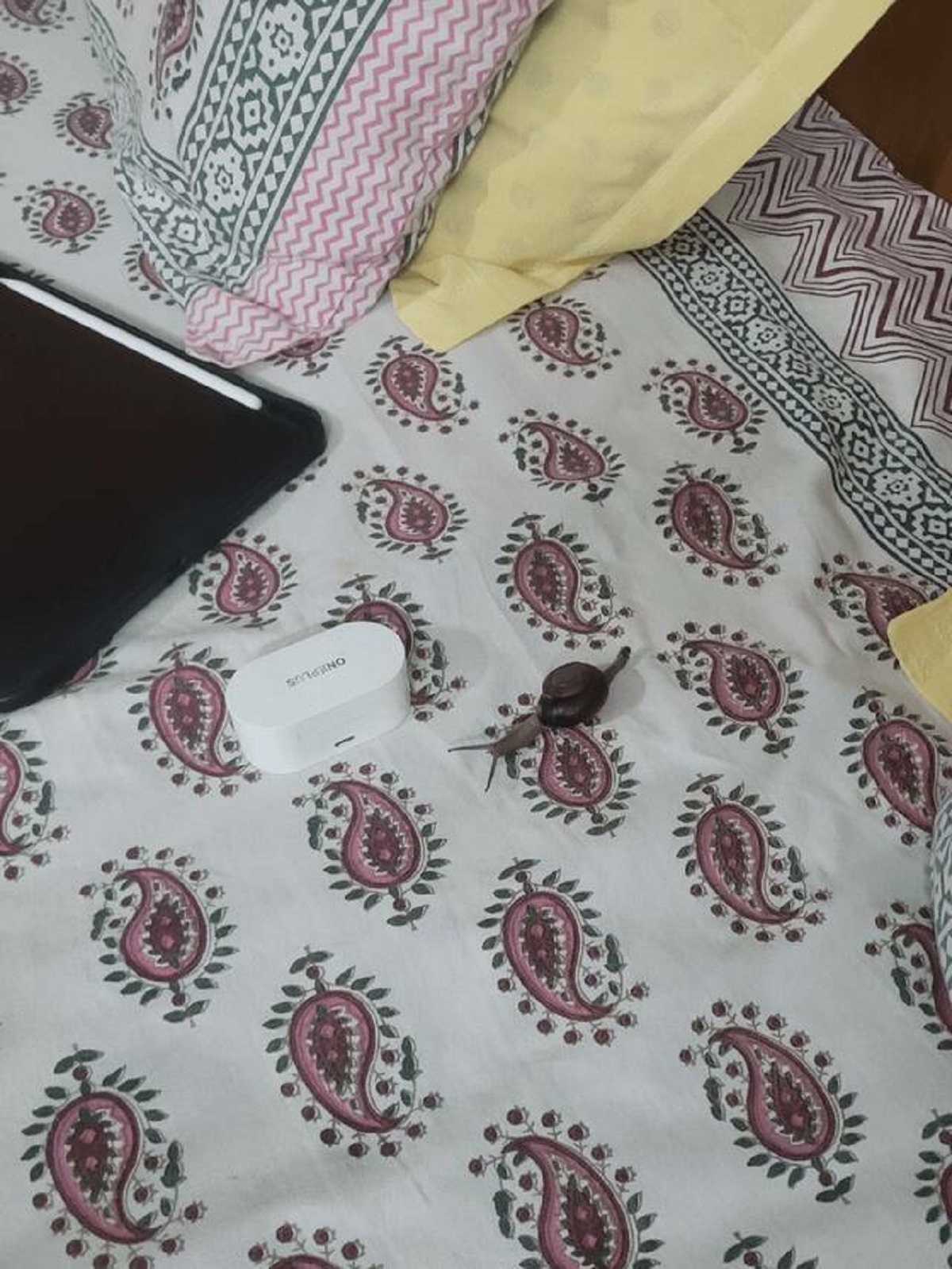 "Somehow this snail reached my bed"