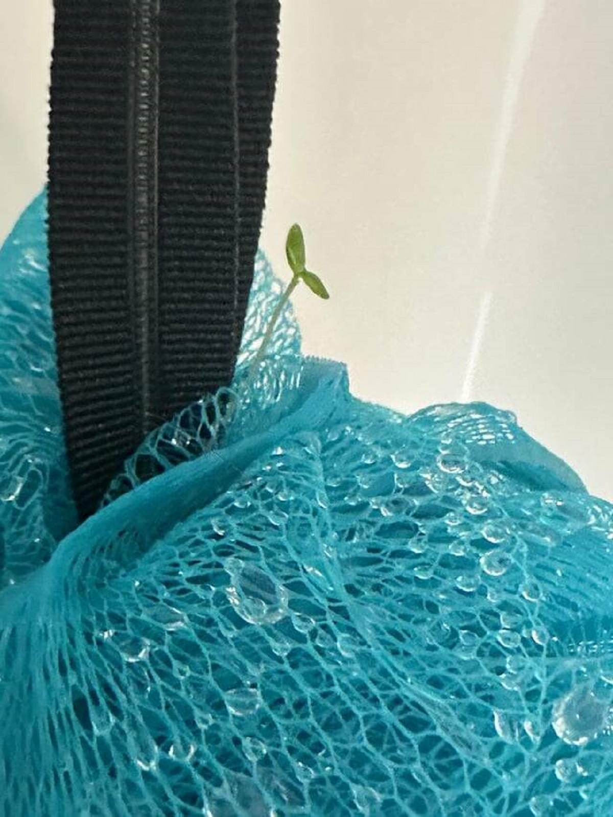 "A plant sprouted out of my loofah."