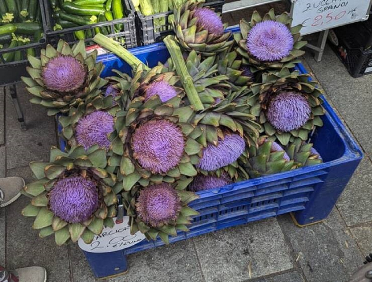 "A box of bloomed artichokes at an Italian market"