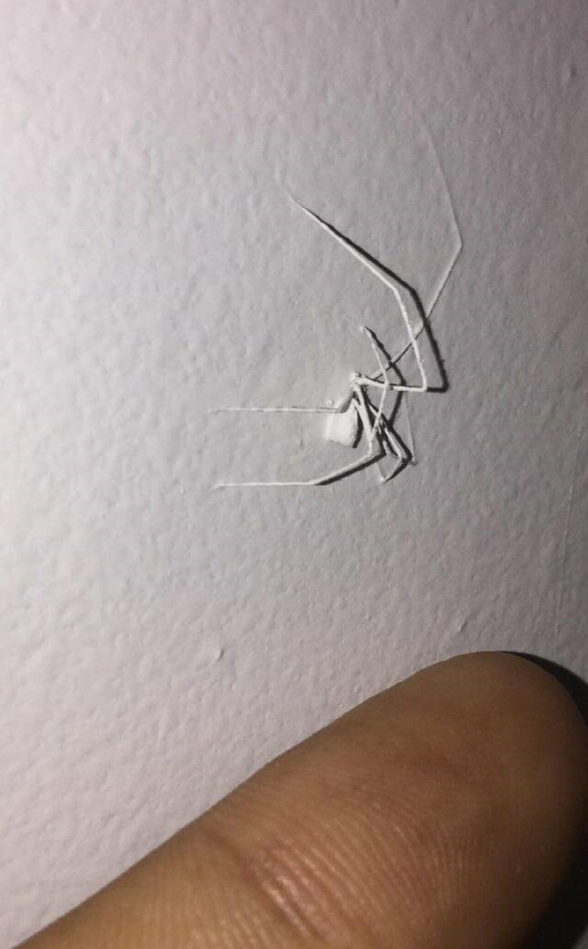 "Found a spider painted into a wall in my house"