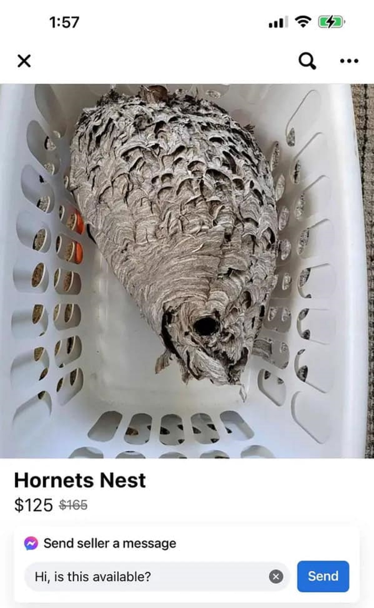 bee - a Hornets Nest $125 $165 Send seller a message Hi, is this available? X Send