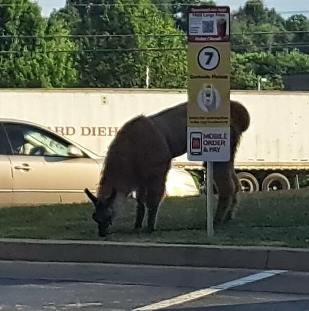 "Llama at McDonald’s"