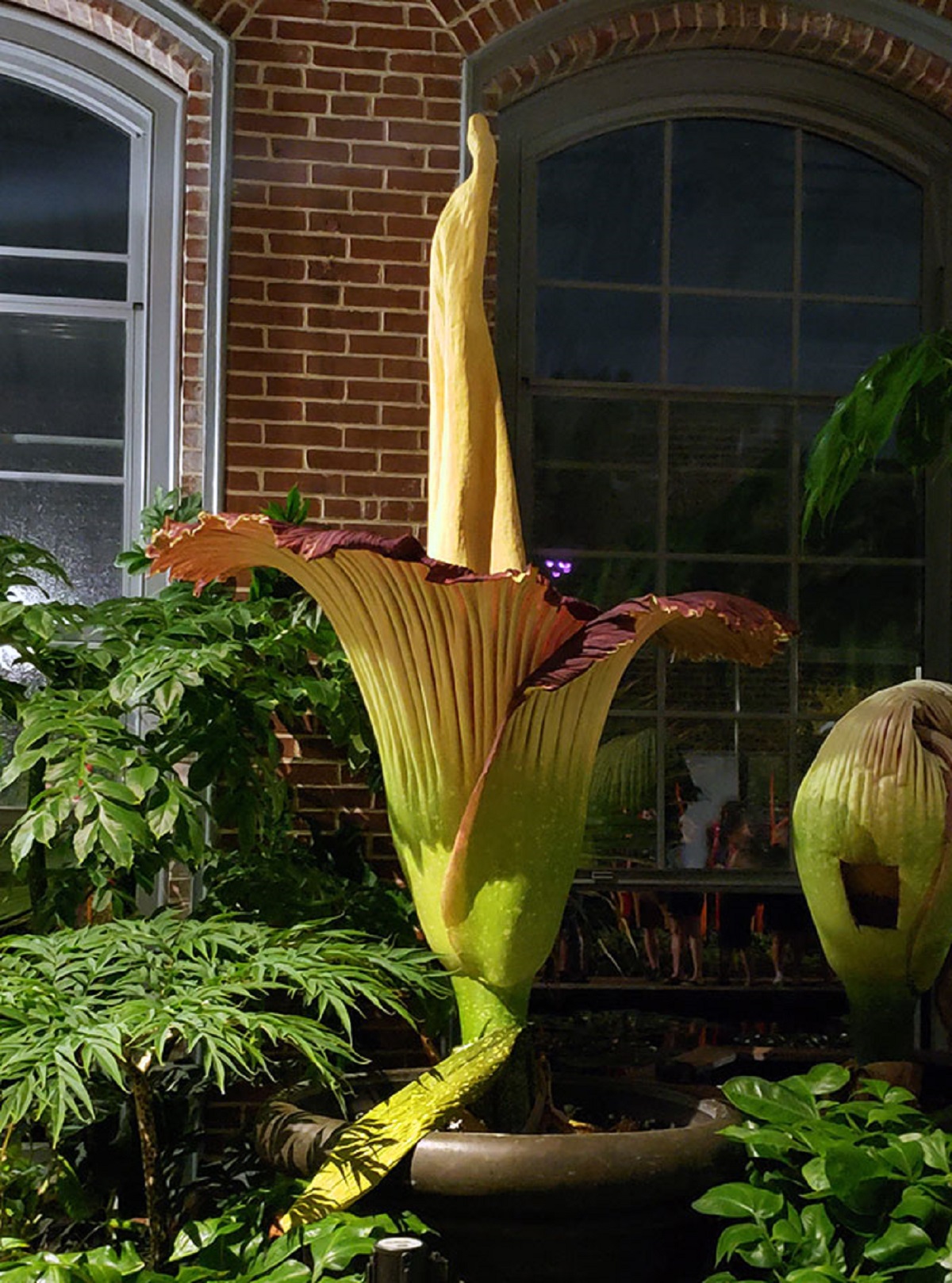 titan arum