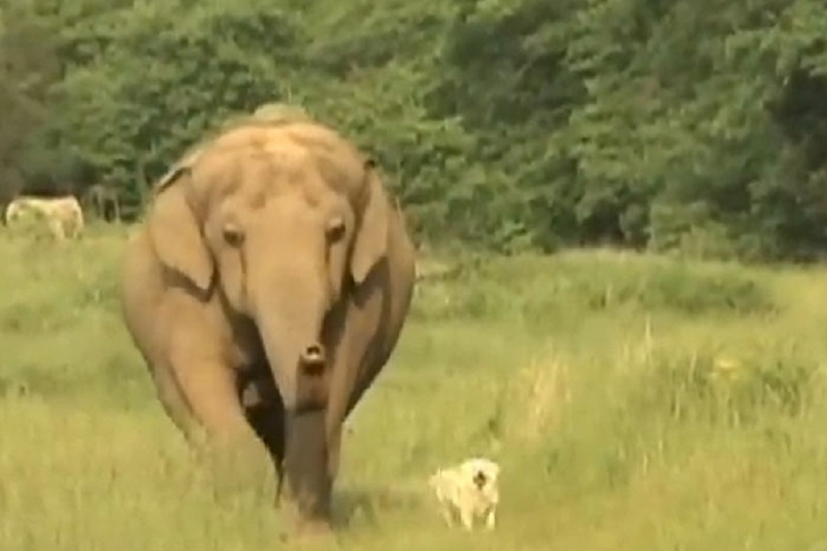 Elephant (Tarra) and a dog (Bella) had become close friends at a sanctuary in Tennessee. Unfortunately, one day Bella was killed by coyotes, and Tarra found her body and carried it a mile back to the barn where the staff were.