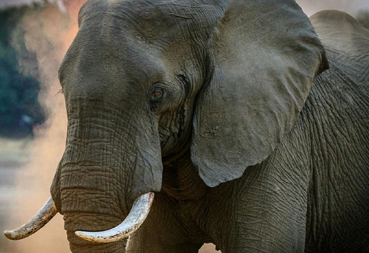 That elephants stay cancer free as they have 20 copies of a key tumor-fighting gene; humans have just one.