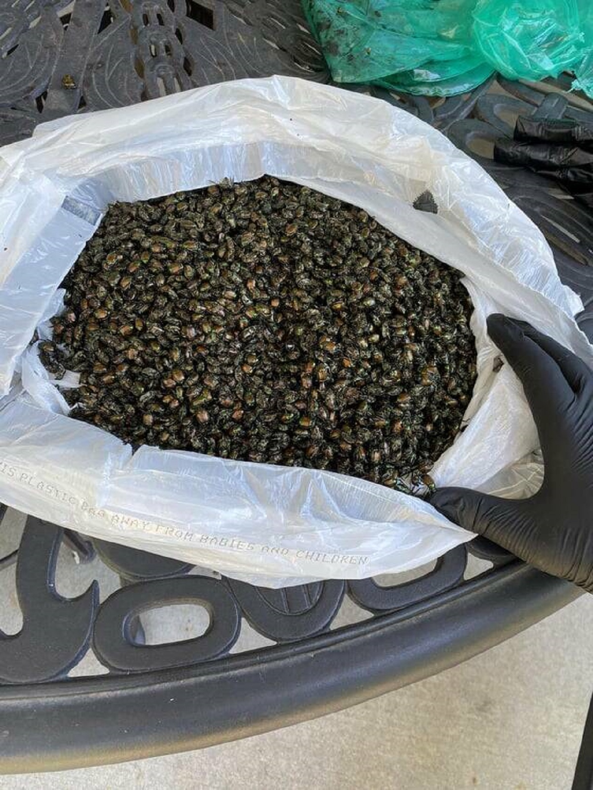 "The amount of invasive Japanese beetles I caught over 8 hours"