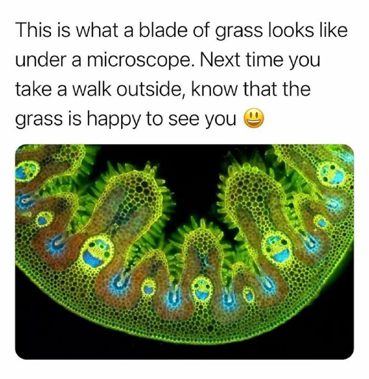 blades of grass under microscope - This is what a blade of grass looks under a microscope. Next time you take a walk outside, know that the grass is happy to see you