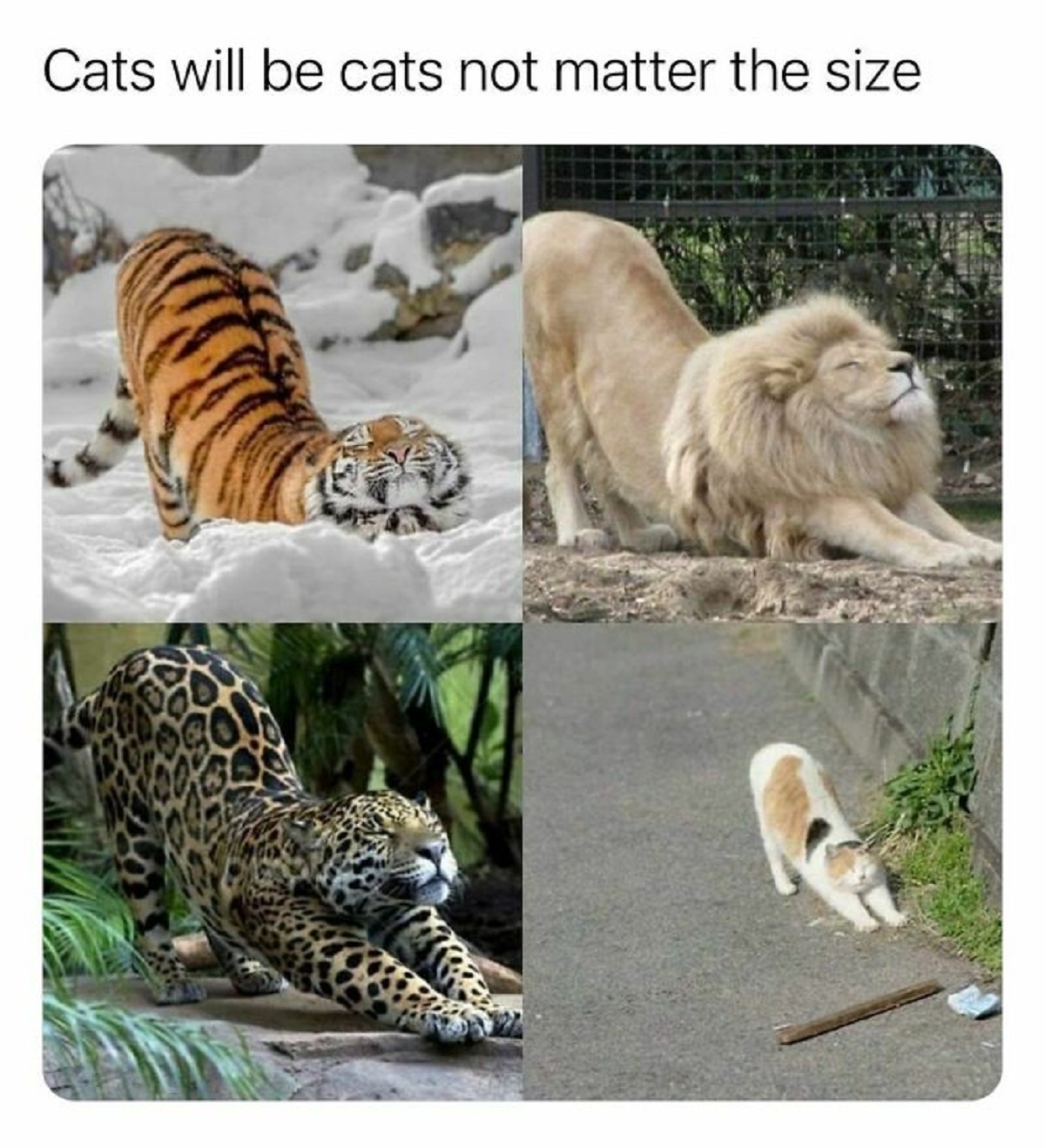 big cats stretching - Cats will be cats not matter the size