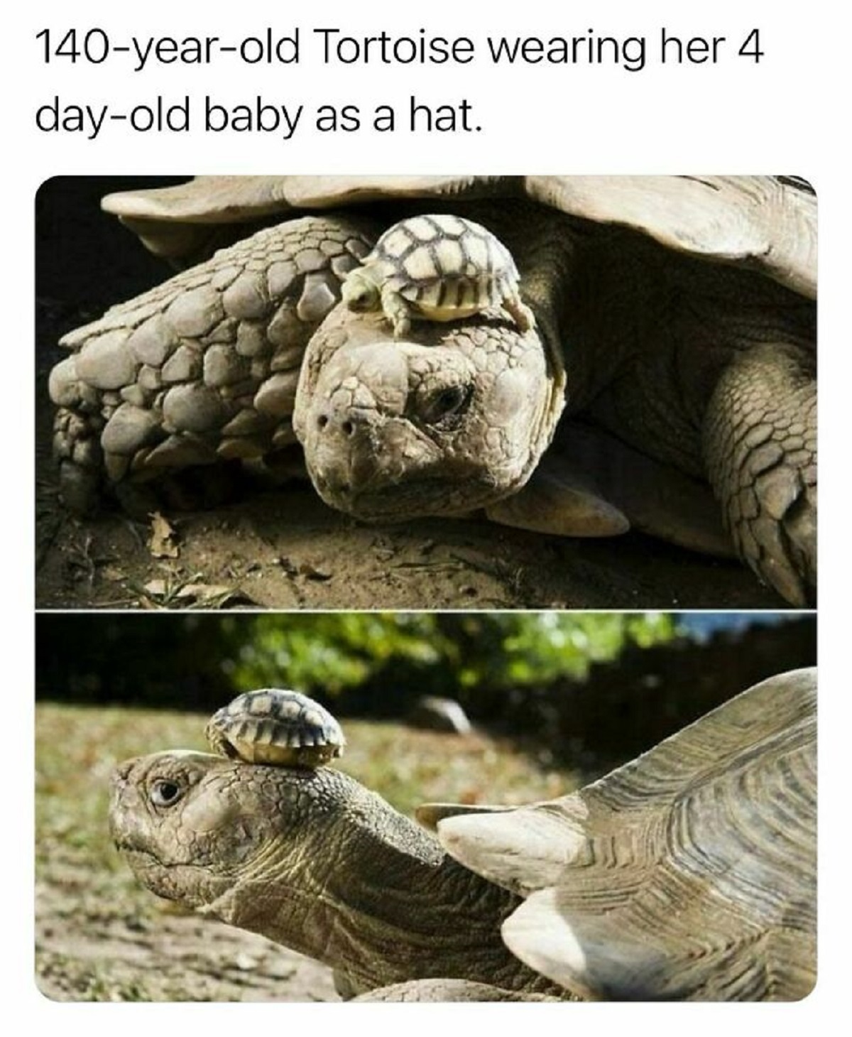 tortoise wearing son as a hat - 140yearold Tortoise wearing her dayold baby as a hat.