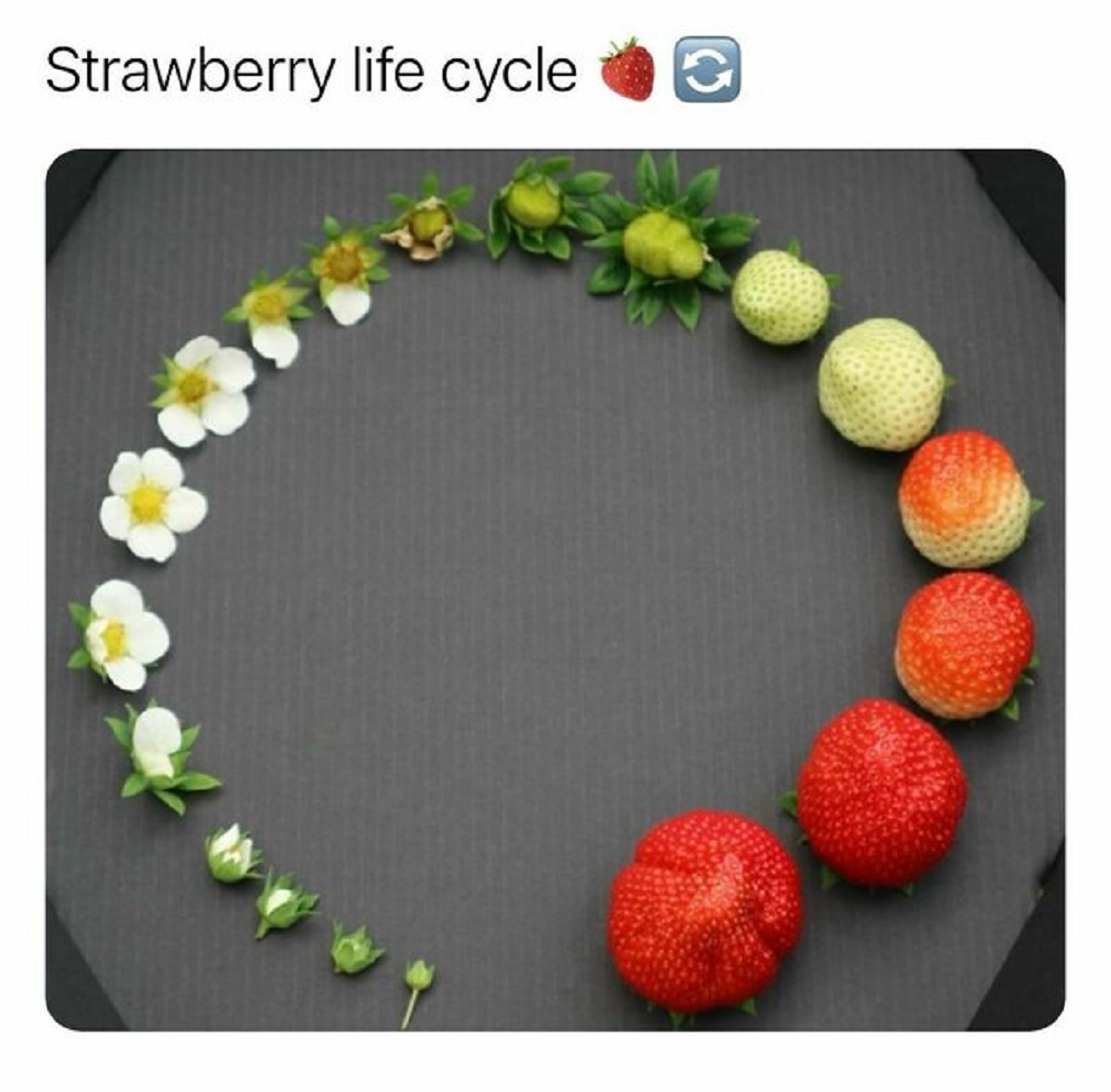 strawberry growth cycle - Strawberry life cycle