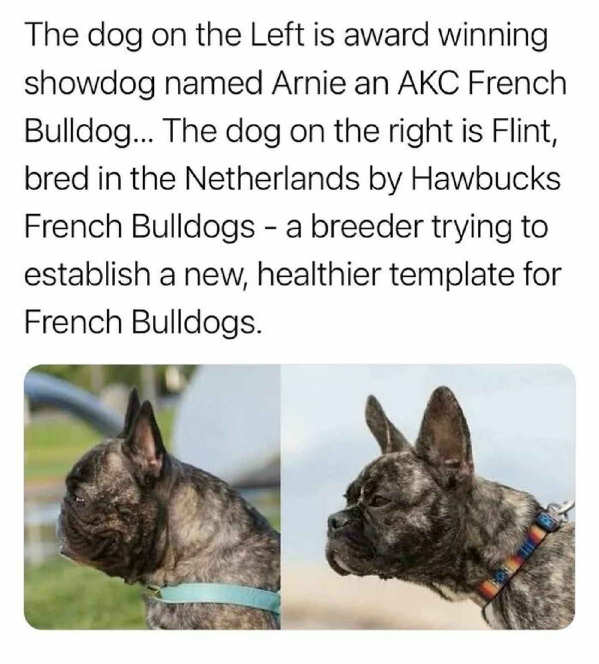 hawbucks french bulldogs - The dog on the Left is award winning showdog named Arnie an Akc French Bulldog... The dog on the right is Flint, bred in the Netherlands by Hawbucks French Bulldogs a breeder trying to establish a new, healthier template for Fre