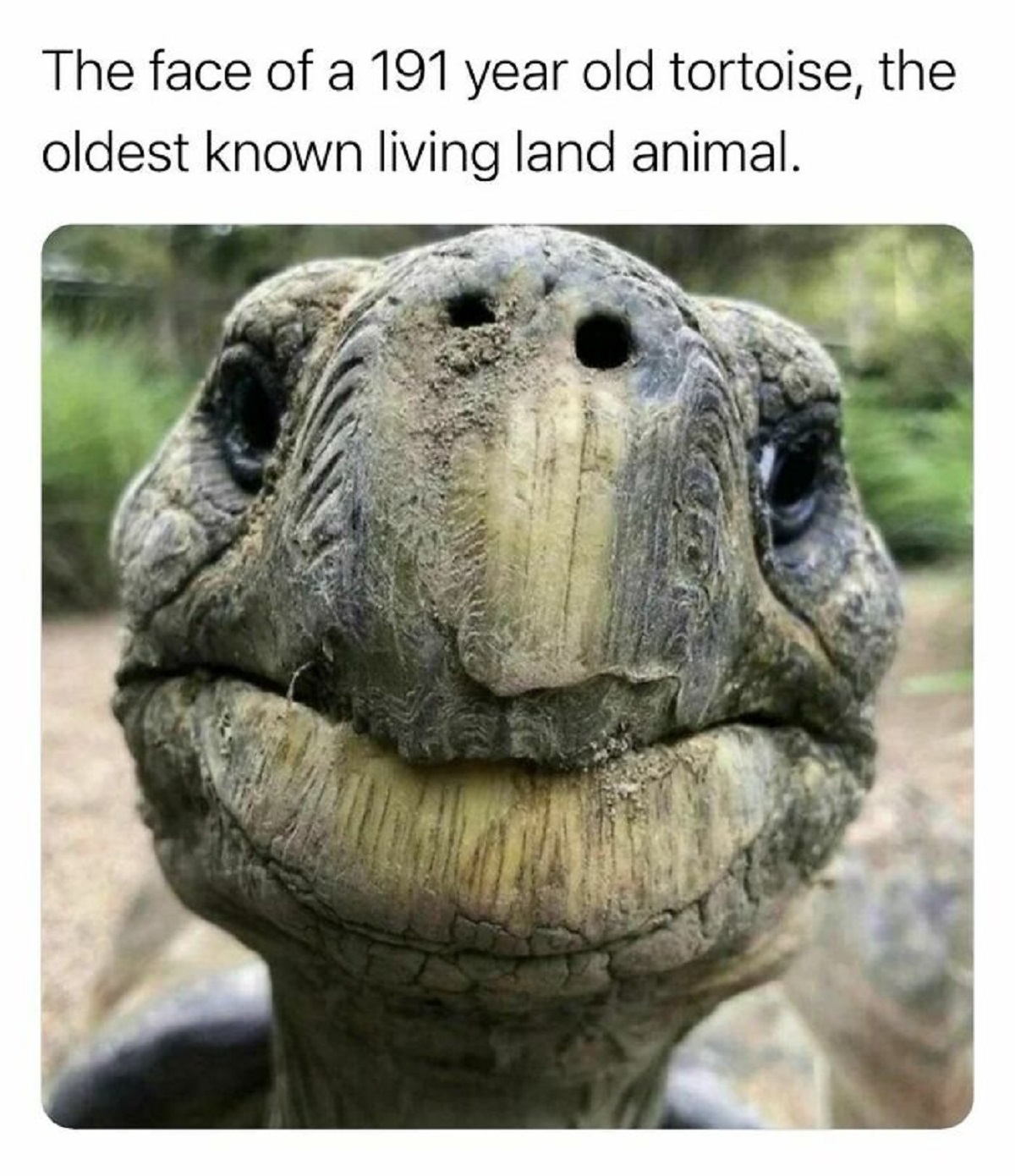 oldest living turtle - The face of a 191 year old tortoise, the oldest known living land animal.