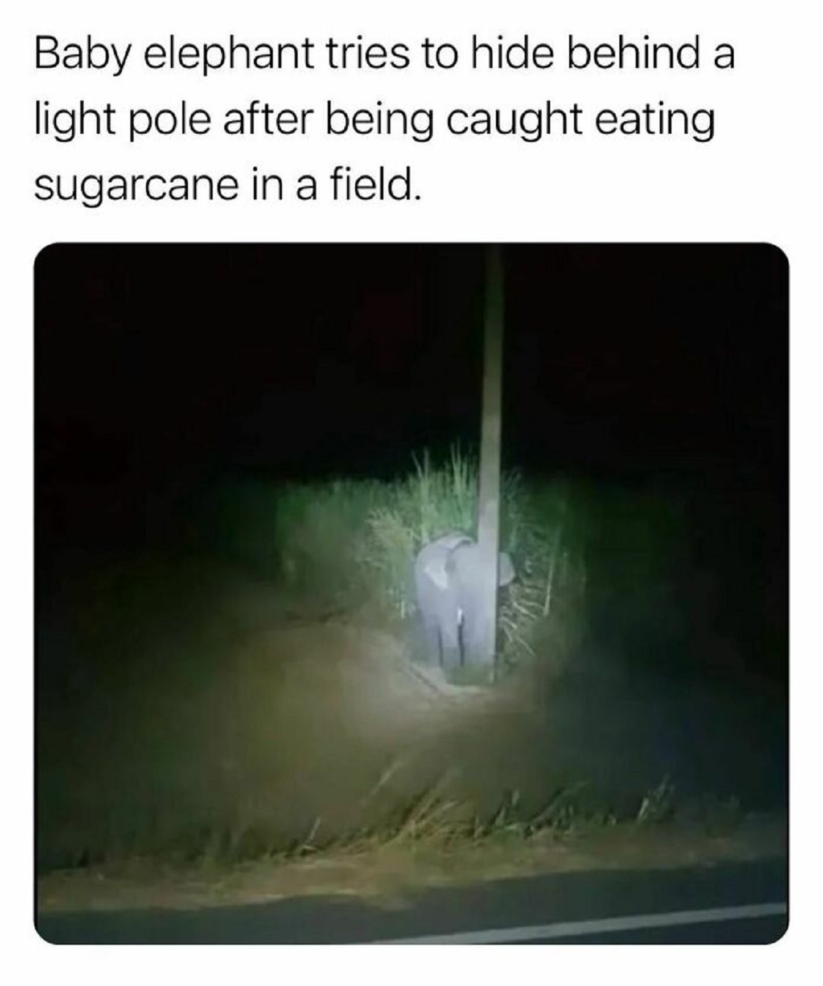 lion - Baby elephant tries to hide behind a light pole after being caught eating sugarcane in a field.