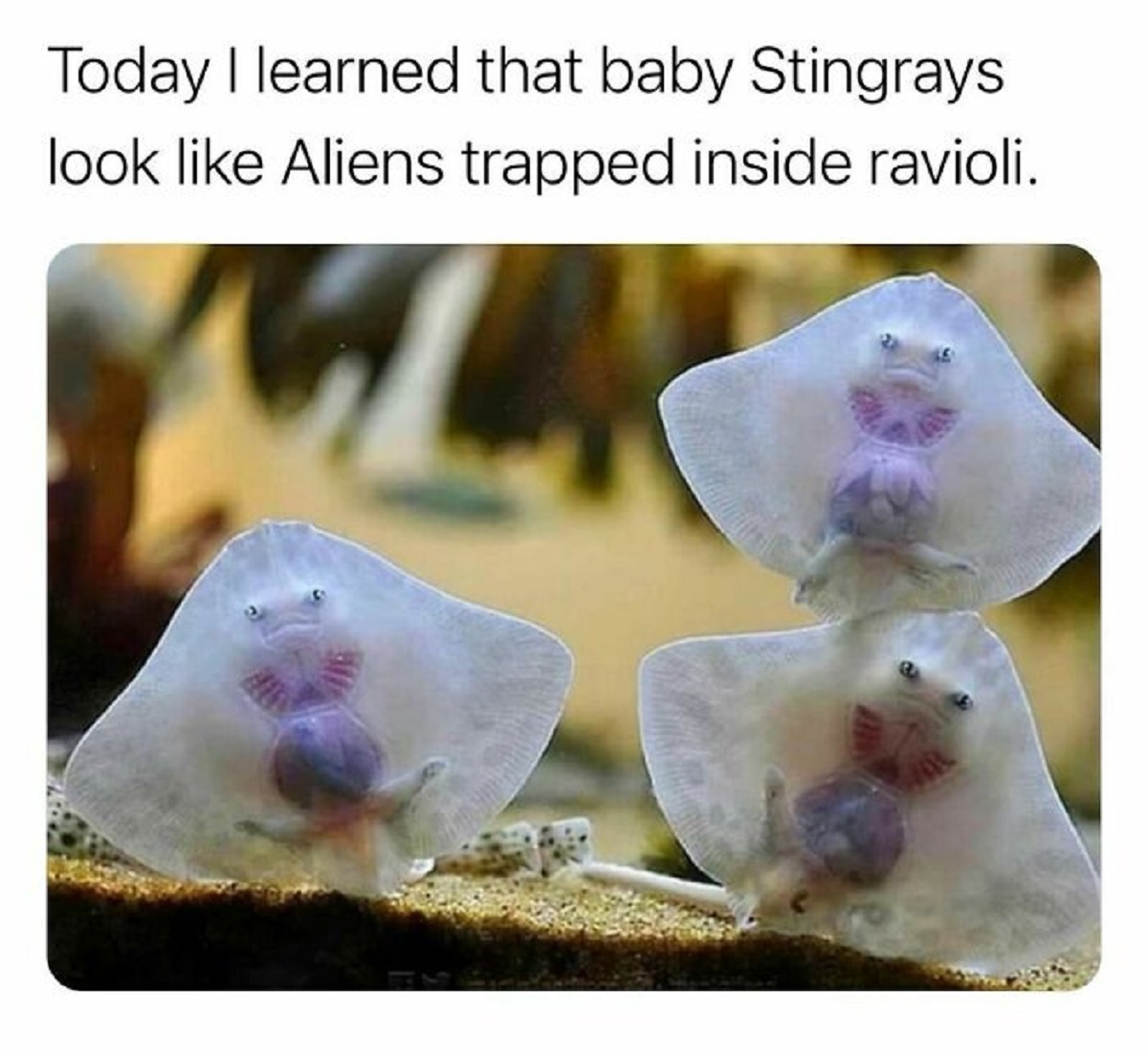 baby stingray alien ravioli - Today I learned that baby Stingrays look Aliens trapped inside ravioli.