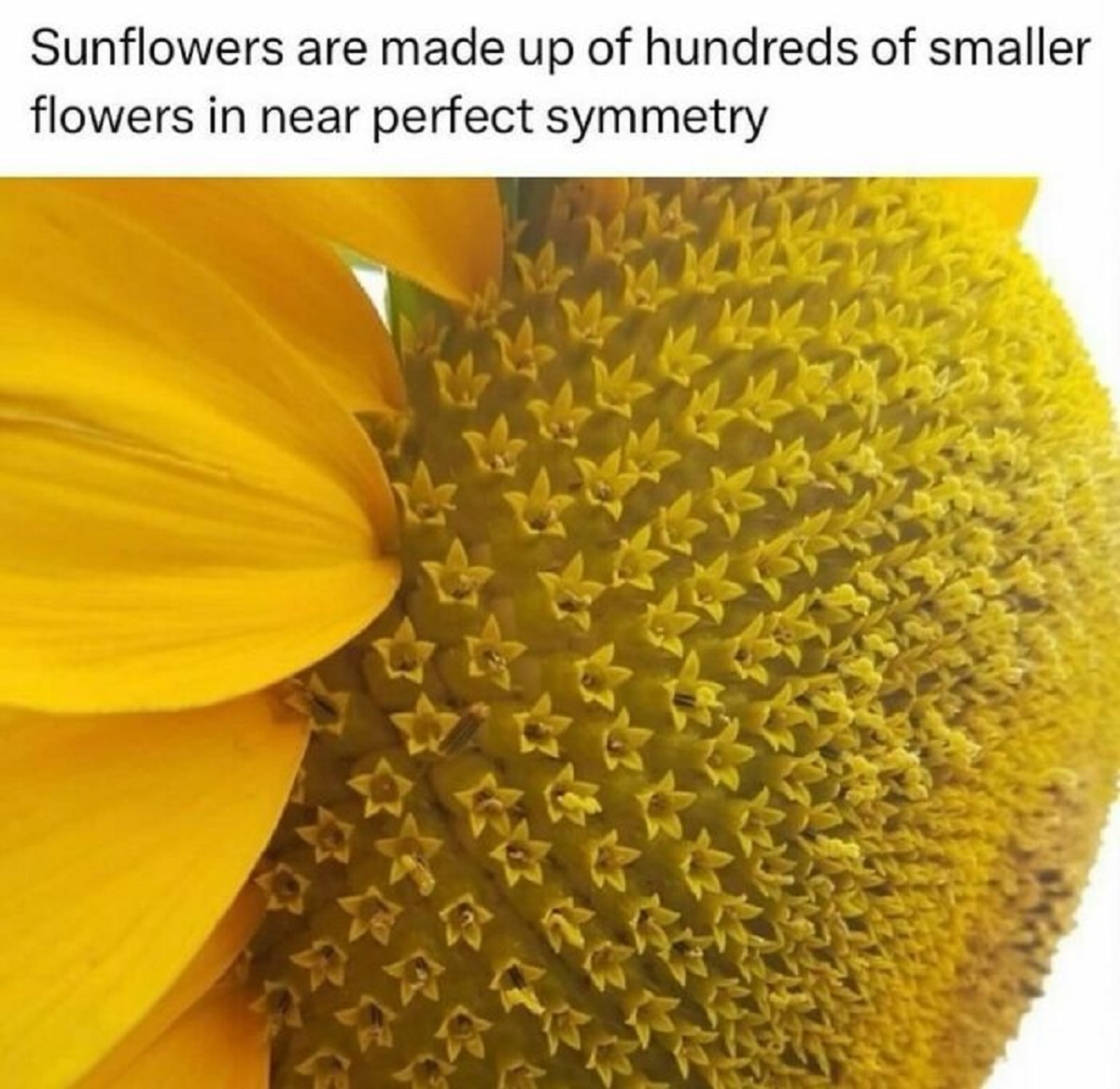 flower inside sunflower - Sunflowers are made up of hundreds of smaller flowers in near perfect symmetry