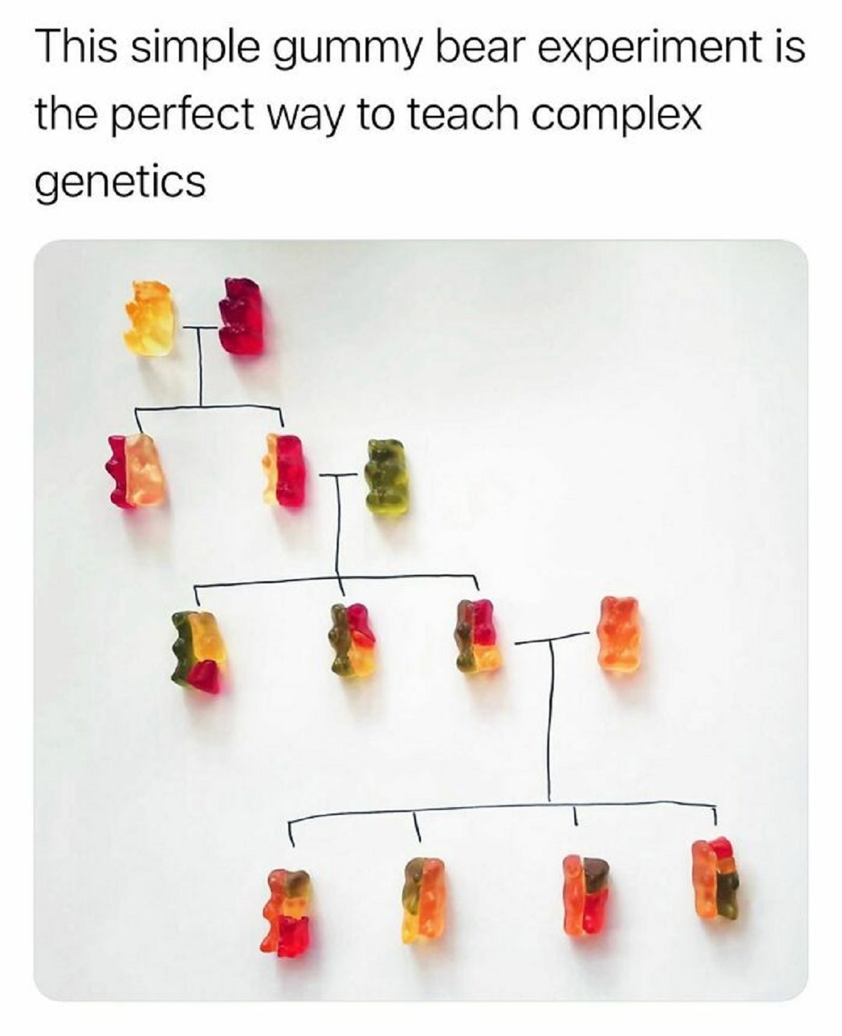 This simple gummy bear experiment is the perfect way to teach complex genetics