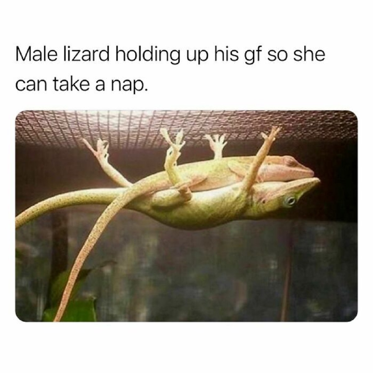 male lizard holding up his girlfriend - Male lizard holding up his gf so she can take a nap.