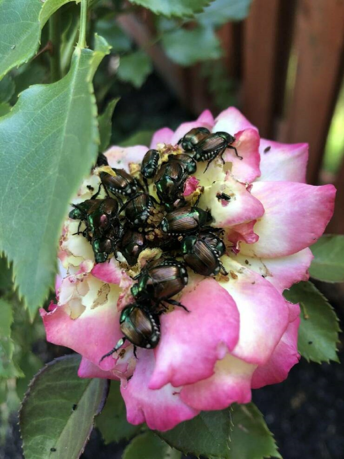 "Any remedies for these little bastards? Destroying my roses left and right."