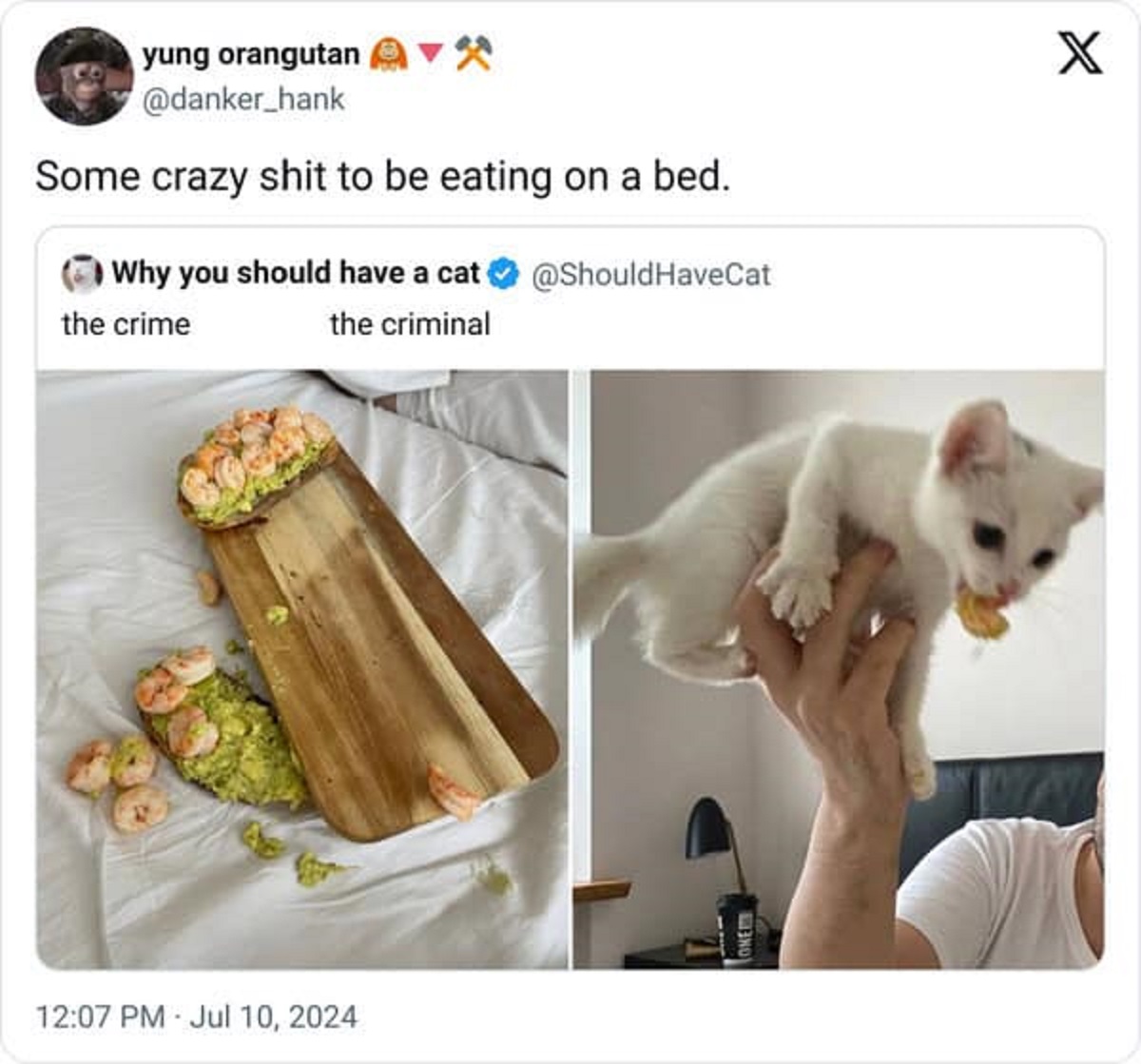 Zack Bornstein - yung orangutan Some crazy shit to be eating on a bed. Why you should have a cat HaveCat X the crime the criminal