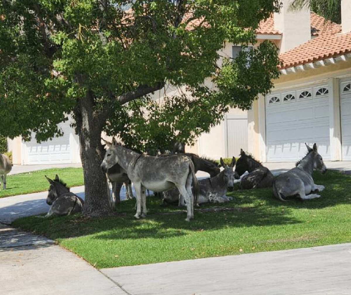 "These wild burros hang out in my neighborhood often"