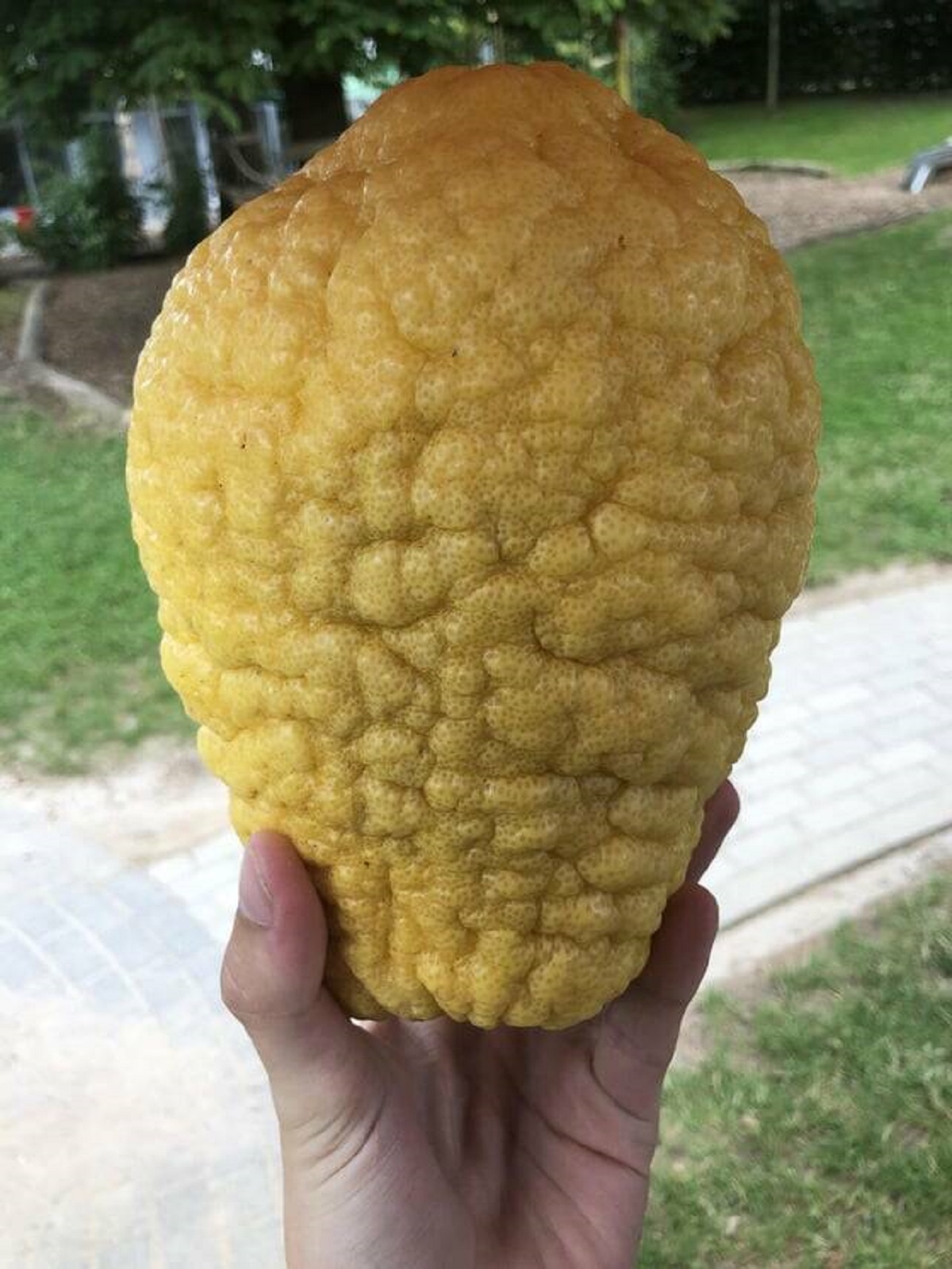 "A Co-Worker left a lemon hanging on her tree, and it grew to this over the winter."