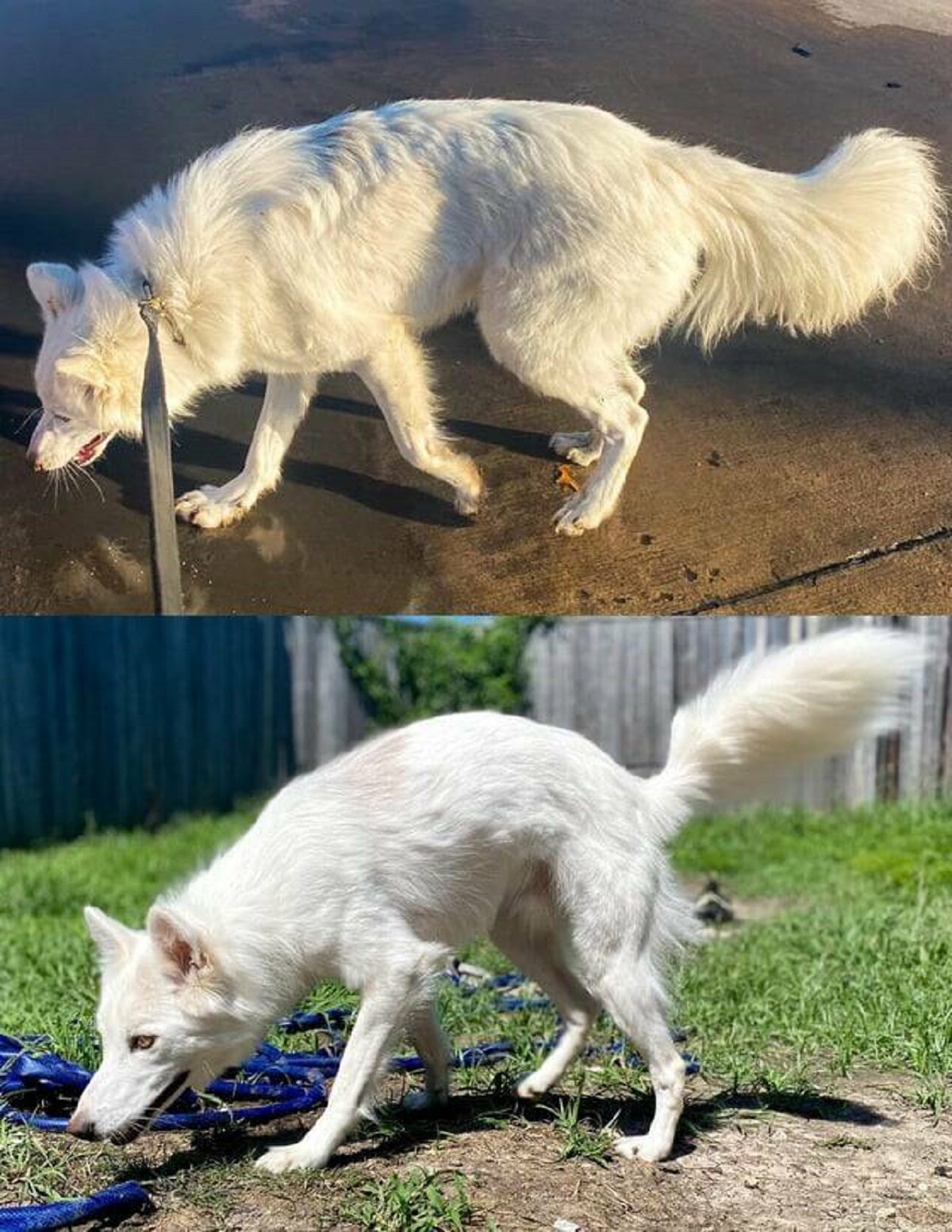 "My dog’s winter coat vs summer coat"