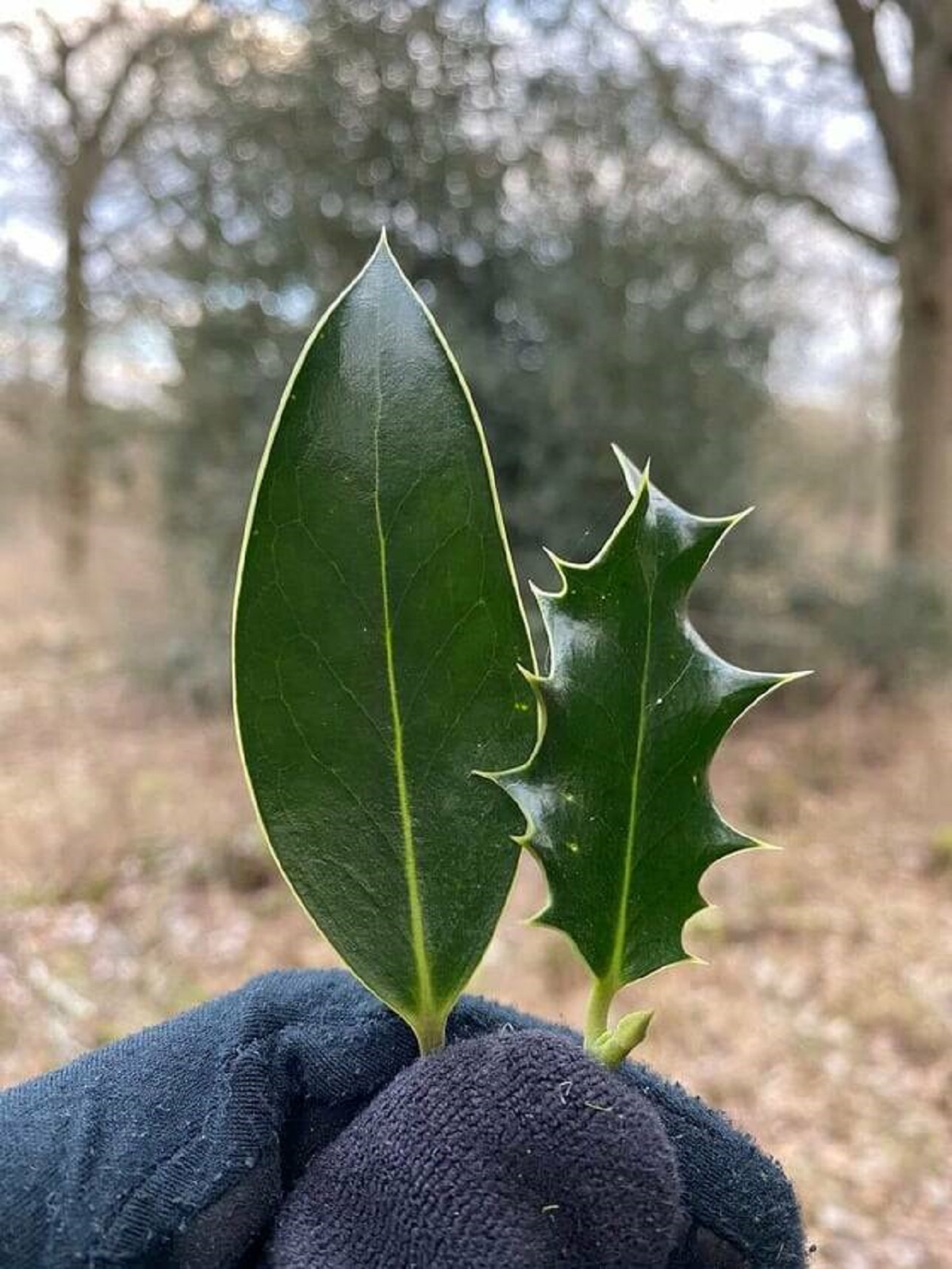 "These two leaves from the same holly bush"