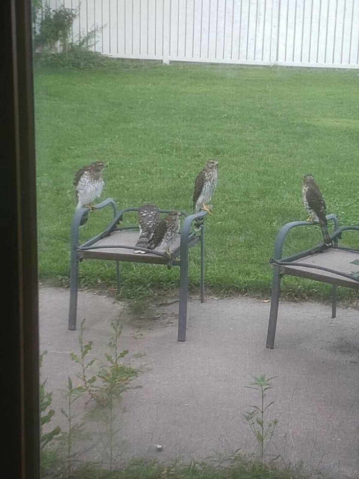 "Gathering of hawks in friends backyard"