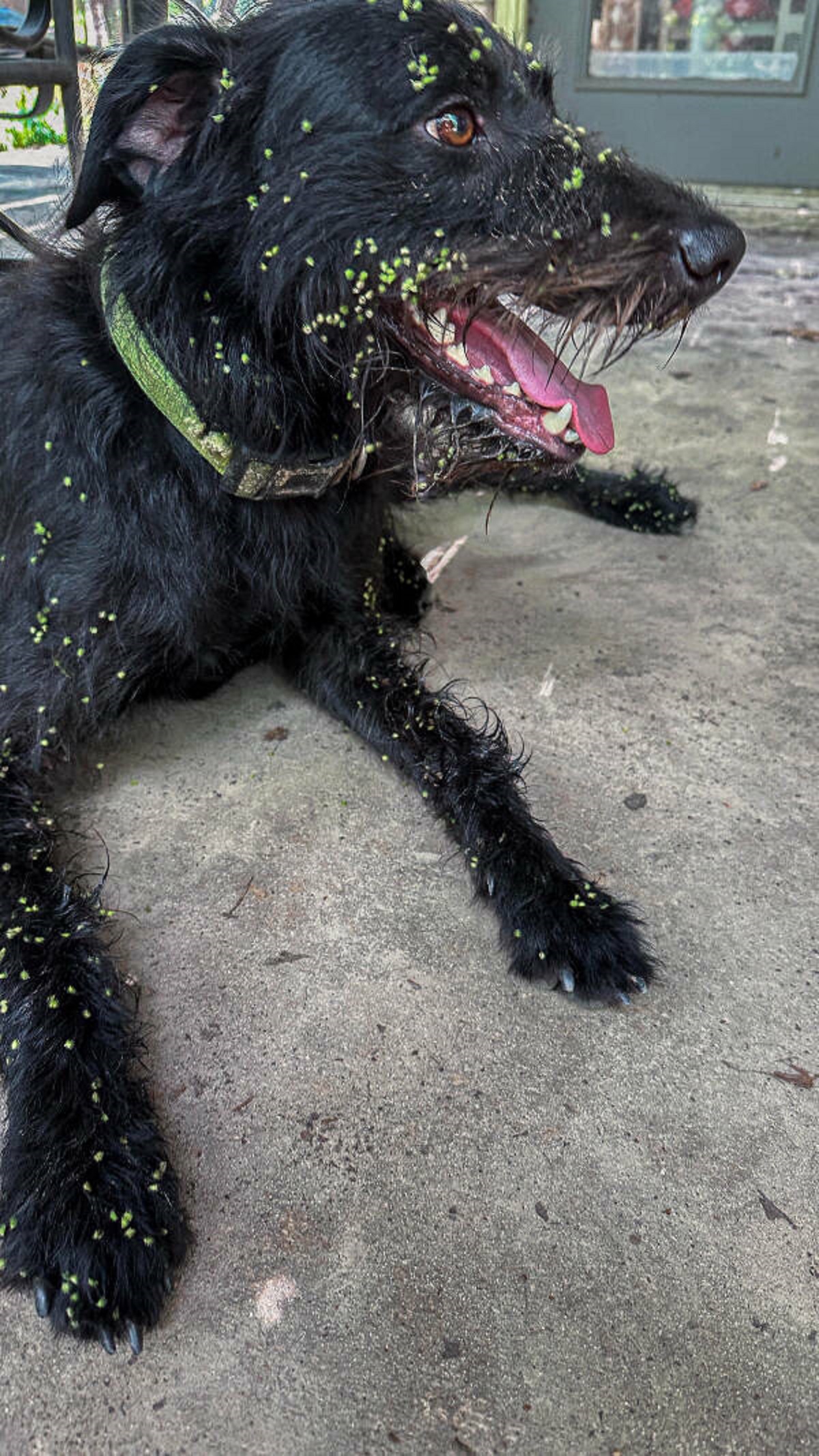 flat-coated retriever