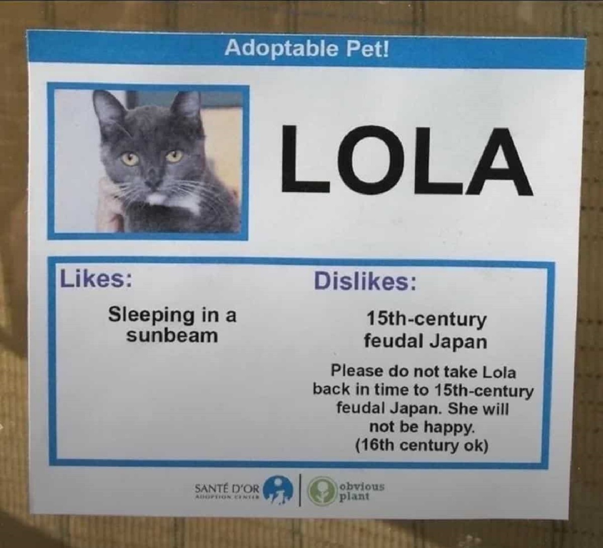 cat adoption tag - Adoptable Pet! Lola Sleeping in a sunbeam Dis 15thcentury feudal Japan Please do not take Lola back in time to 15thcentury feudal Japan. She will not be happy. 16th century ok Sant D'Or Adoption Center obvious plant