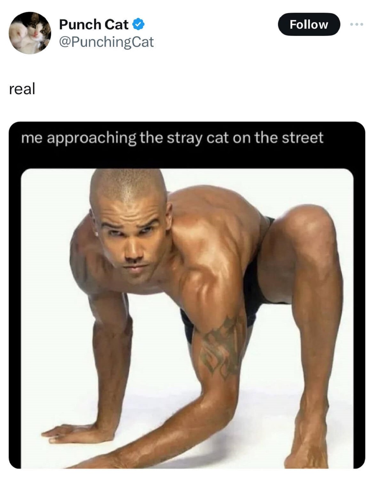 shemar moore meme - real Punch Cat me approaching the stray cat on the street