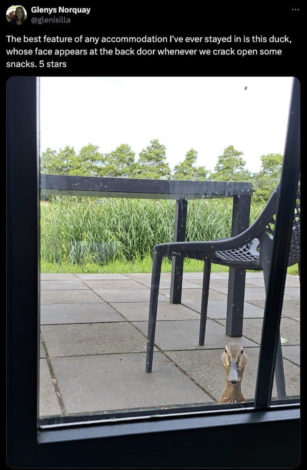 rocking chair - Glenys Norquay The best feature of any accommodation I've ever stayed in is this duck, whose face appears at the back door whenever we crack open some snacks. 5 stars