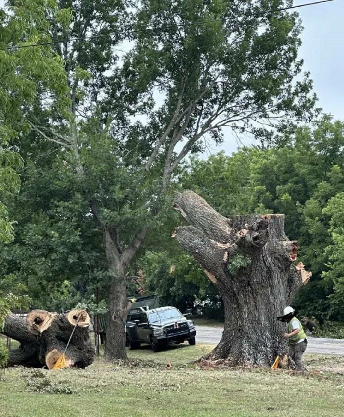 "The highway patrol cut down my family friend's 100-year-old tree because someone complained about it":