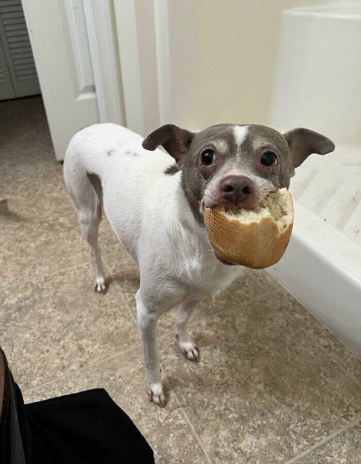 "This Guy Stole My Bread. While I Was Going To The Bathroom He Comes In And Shows Me His Prize"