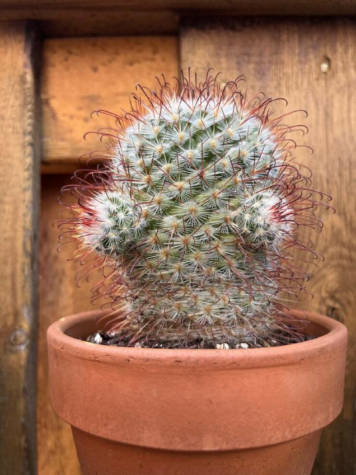 san pedro cactus