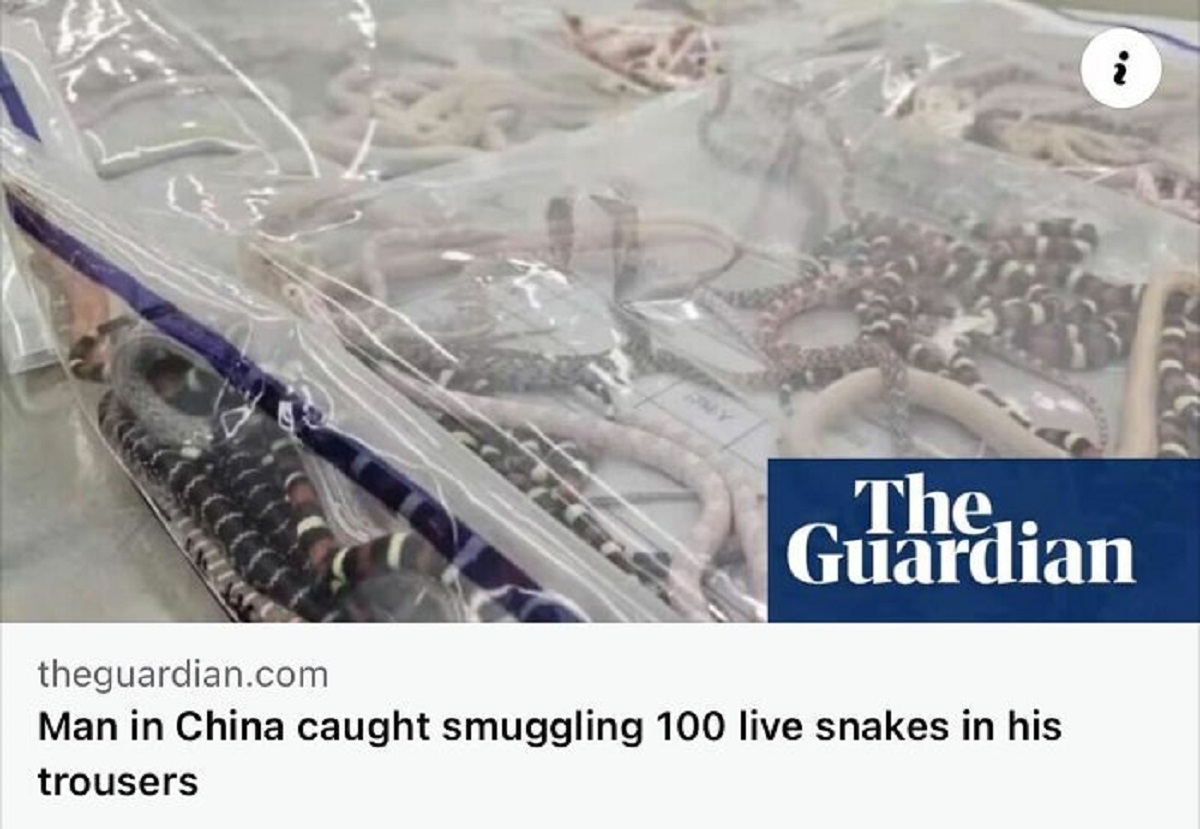 china customs snakes - The. Guardian theguardian.com Man in China caught smuggling 100 live snakes in his trousers