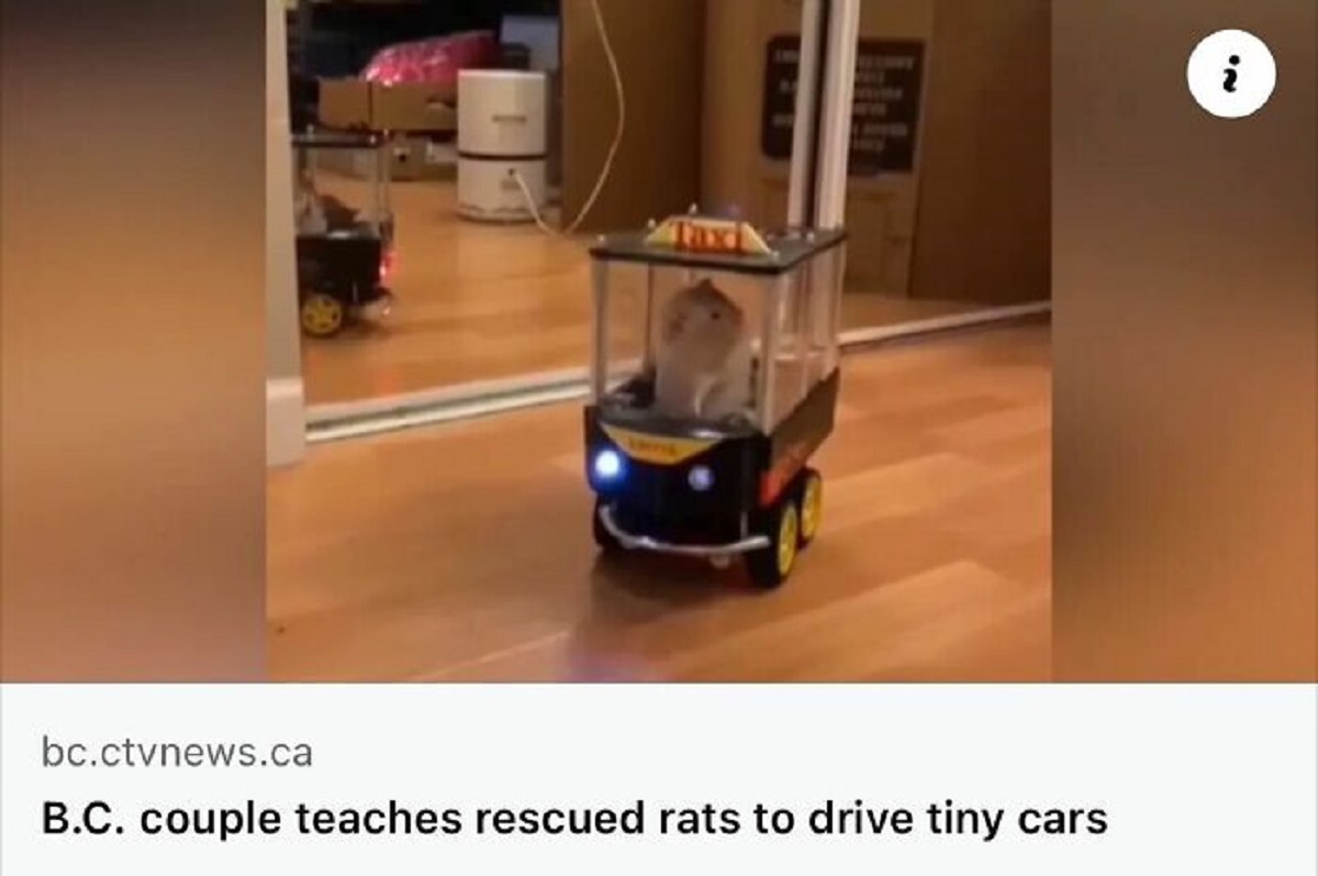 floor - bc.ctvnews.ca B.C. couple teaches rescued rats to drive tiny cars i