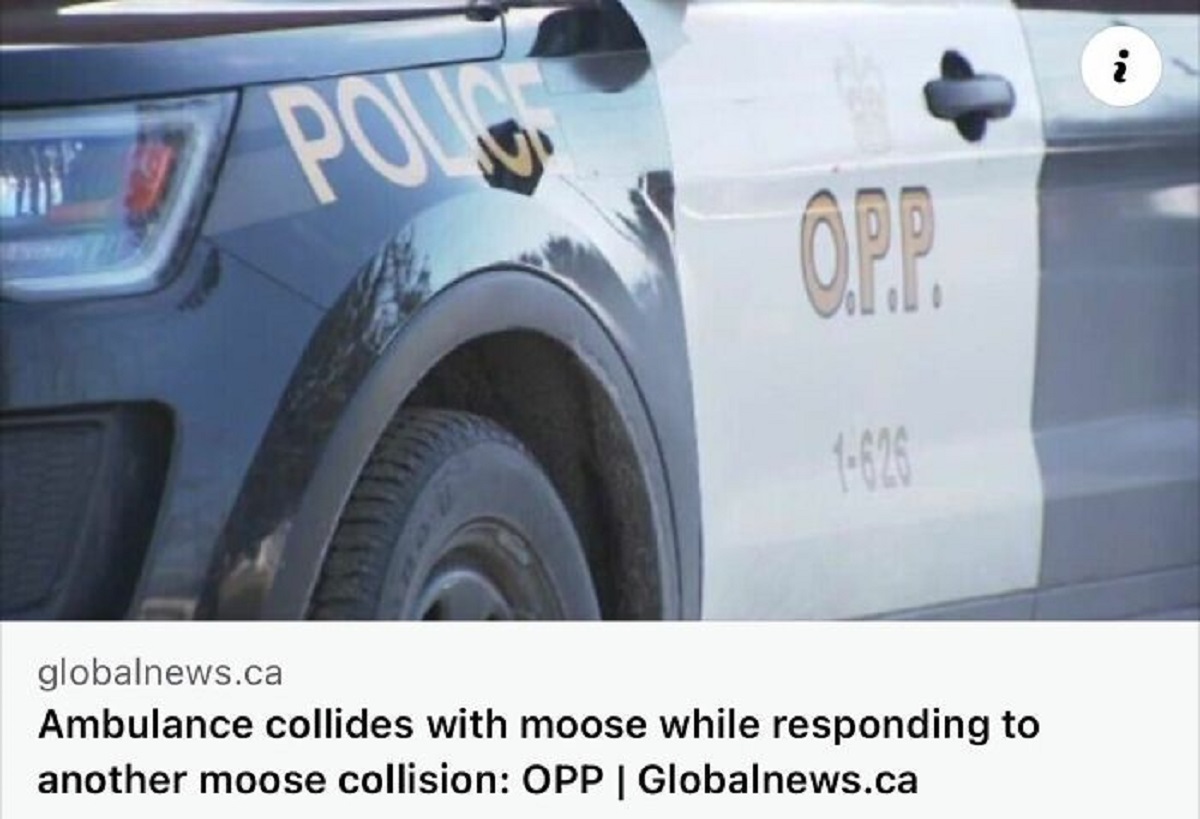 land rover - Poug Opp. 1626 globalnews.ca Ambulance collides with moose while responding to another moose collision Opp | Globalnews.ca