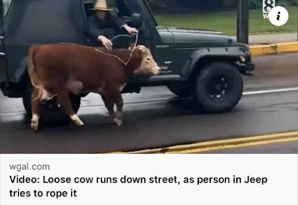 working animal - wgal.com Video Loose cow runs down street, as person in Jeep tries to rope it